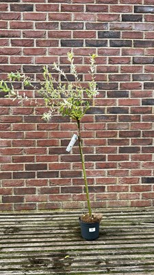 Lot 1018 - Salix integra "Flamingo tree"