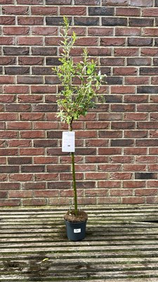 Lot 1019 - Salix integra, "Flamingo tree"