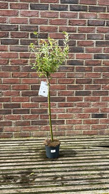 Lot 1020 - Salix integra, "Flamingo tree"