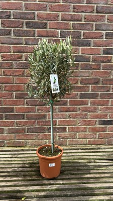 Lot 1021 - Standard Olive Tree