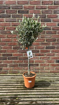 Lot 1022 - Standard Olive Tree