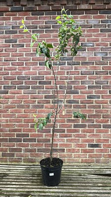 Lot 1023 - Malus Discovery Apple Tree