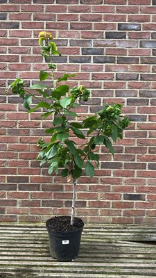 Lot 1024 - Prunus Avium early rivers Cherry Ttree