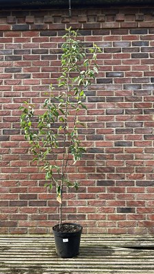 Lot 1025 - Pyrus communis "Bon Chretien" Williams Pear tree