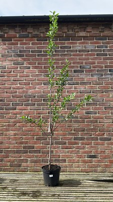 Lot 1026 - Prunus Domestica "Reine Claude d’oullins"...