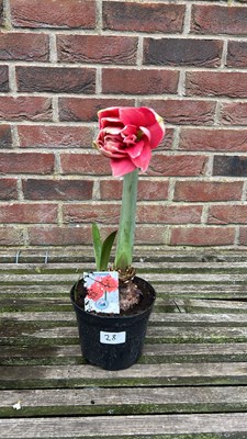 Lot 1027 - Amaryllis Double Dream