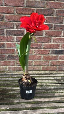 Lot 1028 - Amaryllis Cherry Nymph