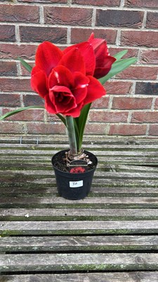 Lot 1029 - Amaryllis Cherry Nymph