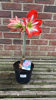 Lot 1030 - Amaryllis Mammoth red/white