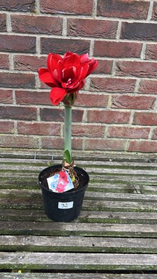 Lot 1031 - Amaryllis Double Dragon
