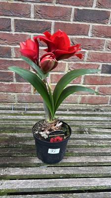 Lot 1032 - Amaryllis Cherry Nymph