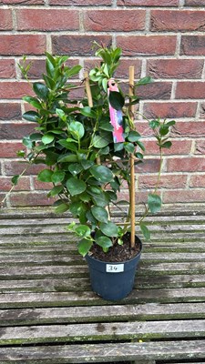 Lot 1033 - Red Mandevilla Sunville