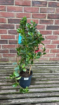 Lot 1034 - Red Mandevilla Sunville