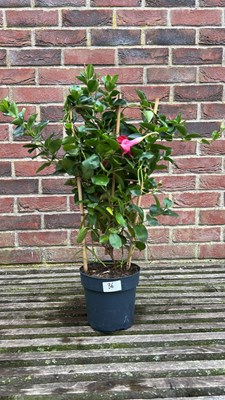 Lot 1035 - Red Mandevilla Sunville