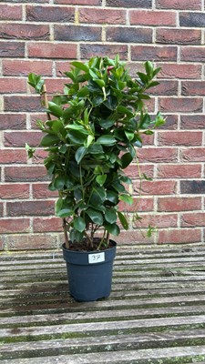 Lot 1036 - Red Mandevilla Sunville