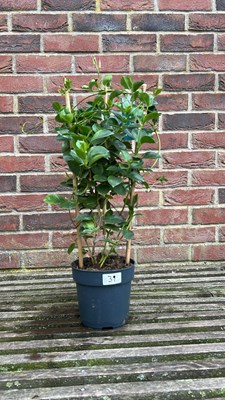 Lot 1037 - REd Mandevilla Sunville