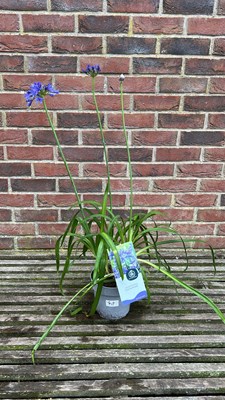 Lot 1039 - Blue Agapanthus "Ever Sapphire"