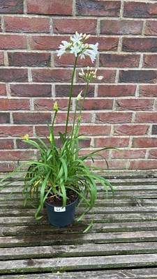 Lot 1040 - Agapanthus white