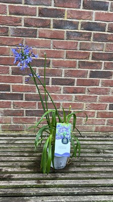 Lot 1041 - Blue Agapanthus "Ever Sapphire"