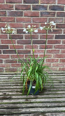 Lot 1042 - Agapanthus white