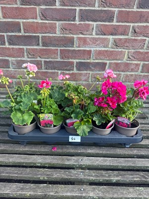 Lot 1043 - Tray of 10 bush geraniums
