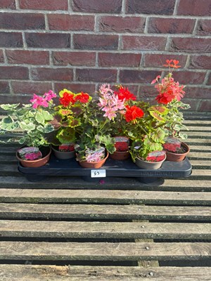 Lot 1044 - Tray of 12 trailing Geraniums
