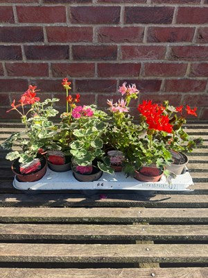Lot 1045 - Tray of 12 trailing Geraniums