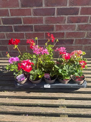 Lot 1046 - Tray of 10 bush Geraniums