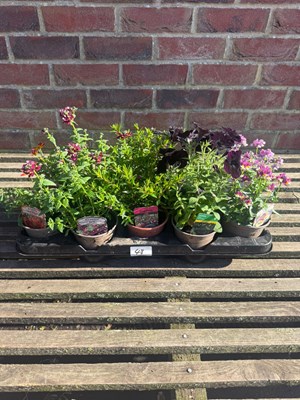 Lot 1047 - Tray of 10 mixed basket/bedding Plants