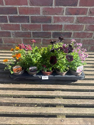Lot 1048 - Tray of 10 mixed basket/bedding plants