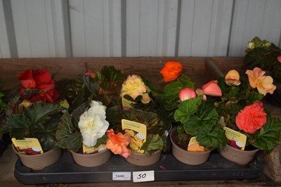 Lot 1049 - Tray of 10 Begonias