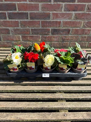 Lot 1050 - Tray of 10 Begonias