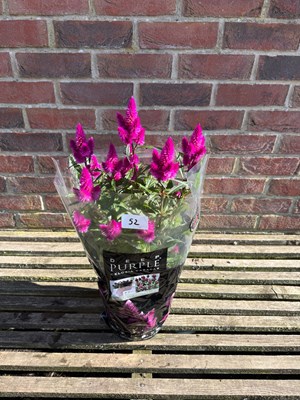 Lot 1051 - Patio Celosia