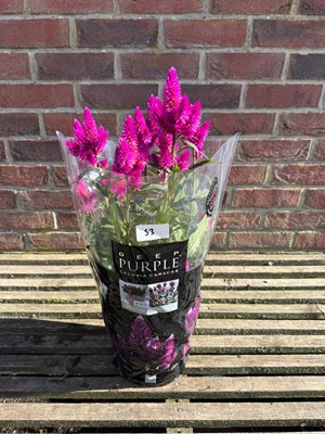 Lot 1052 - Patio Celosia