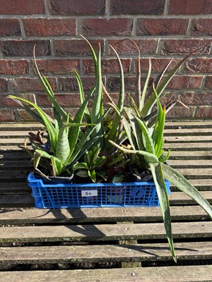 Lot 1053 - Mixed crate of Aloe Vera and Cacti