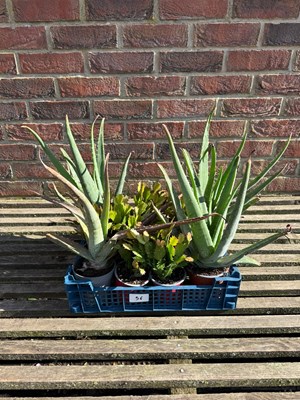 Lot 1055 - Mixed crate of Aloe Vera and Cacti