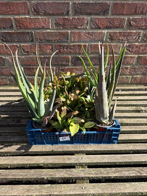 Lot 1056 - Mixed crate of Aloe Vera and Cacti