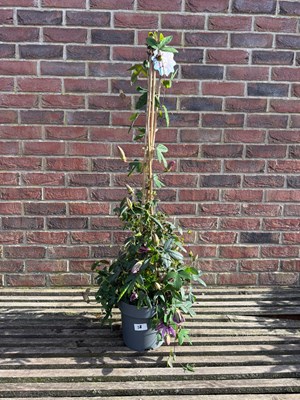 Lot 1057 - Passionflower