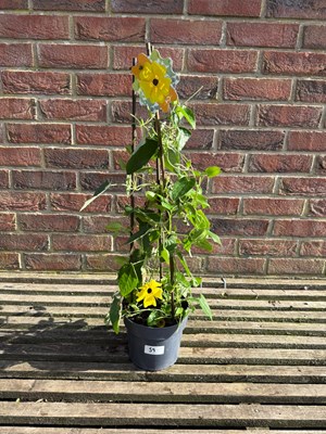 Lot 1058 - Yellow Black Eyed Susan