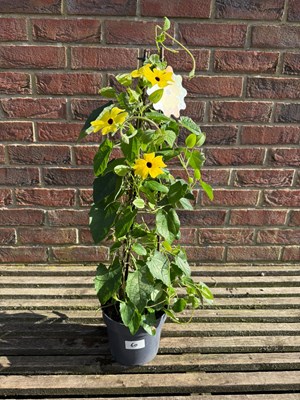 Lot 1059 - Yellow Black Eyed Susan