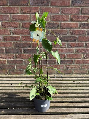 Lot 1060 - Yellow Black Eyed Susan