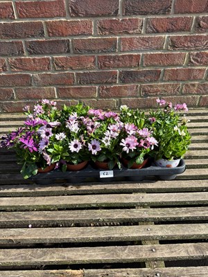 Lot 1061 - Tray of 10 mixed Osteospermum