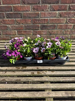 Lot 1062 - Tray of 10 mixed tray Osteospermum