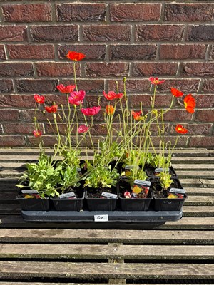 Lot 1063 - Tray of 10 mixed poppies