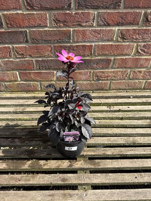 Lot 1064 - Happy Days pink Dahlia