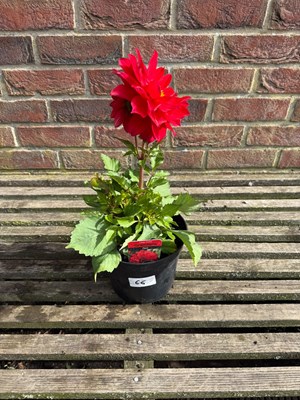 Lot 1065 - Red Grandalia Dahlia