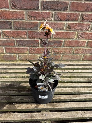 Lot 1066 - Happy Days White Dahlia