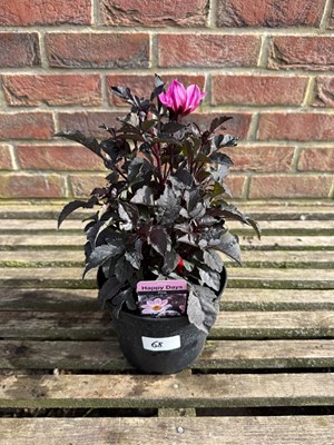 Lot 1067 - Happy Days pink Dahlia