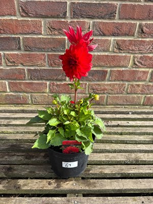 Lot 1068 - Red Grandahlia Dahlia