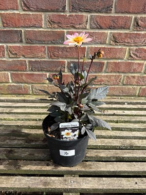 Lot 1069 - Happy Days white Dahlia